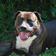 Blanding af racer Cody R.I.P