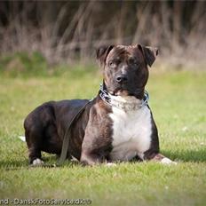 Blanding af racer Cody R.I.P