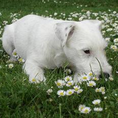 Parson russell terrier Maggie.