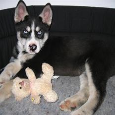 Siberian husky Aslan