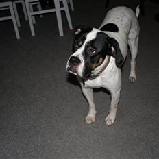 Blanding af racer ida