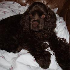 Amerikansk cocker spaniel Karla