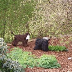 Amerikansk cocker spaniel Karla