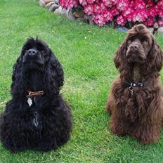 Amerikansk cocker spaniel Karla