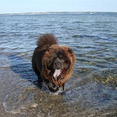 Chow chow baltho