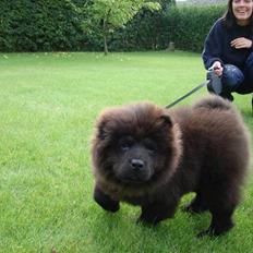 Chow chow baltho