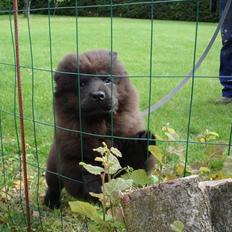 Chow chow baltho