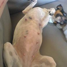 Glathåret foxterrier Smut