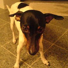 Glathåret foxterrier Smut