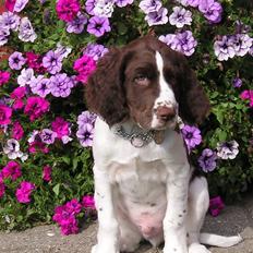 Blanding af racer Charlie