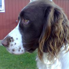 Blanding af racer Charlie