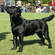 Labrador retriever Zoya *DØD* 