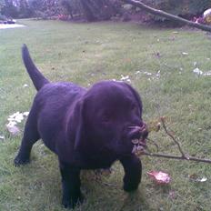 Labrador retriever Zoya *DØD* 