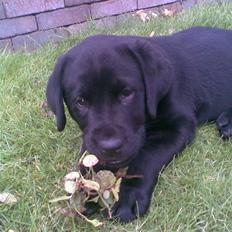 Labrador retriever Zoya *DØD* 