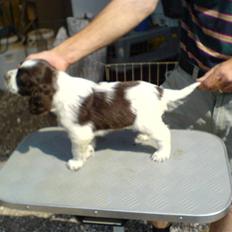 Engelsk springer spaniel Licensee Bodyguard