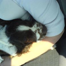 Engelsk springer spaniel Licensee Bodyguard