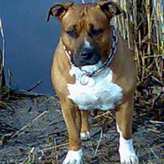 Amerikansk staffordshire terrier hansen