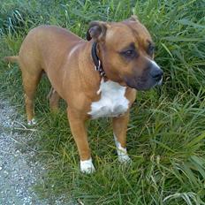 Amerikansk staffordshire terrier hansen