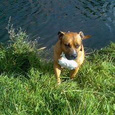 Amerikansk staffordshire terrier hansen