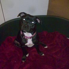 Staffordshire bull terrier Buffy