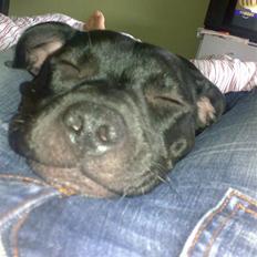 Staffordshire bull terrier Buffy