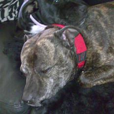 Staffordshire bull terrier Buffy