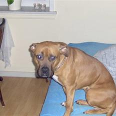 Amerikansk staffordshire terrier pumba