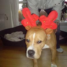 Blanding af racer Buller(Har fået nyt hjem)