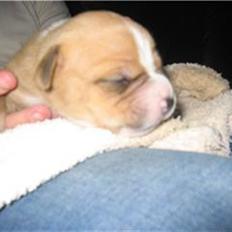 Blanding af racer Buller(Har fået nyt hjem)