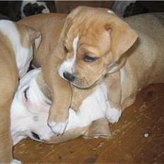 Blanding af racer Buller(Har fået nyt hjem)