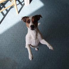 Jack russell terrier yorkie