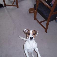 Jack russell terrier yorkie