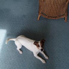 Jack russell terrier yorkie