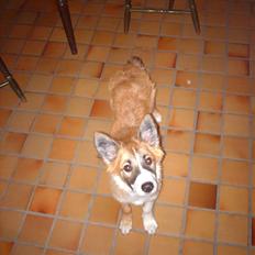 Blanding af racer django