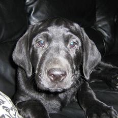 Labrador retriever basse