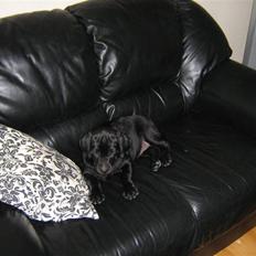 Labrador retriever basse