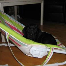 Labrador retriever basse