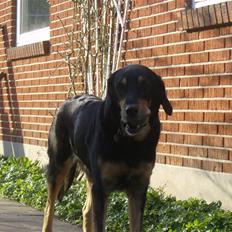 Hovawart molly