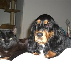 Cocker spaniel smilla