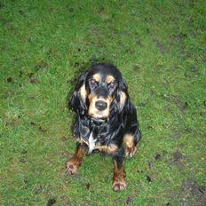 Cocker spaniel smilla