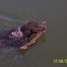 Kleiner münsterländer Luna