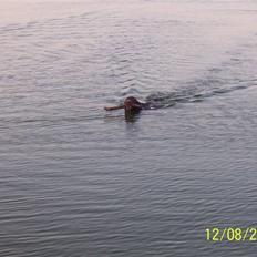 Kleiner münsterländer Luna