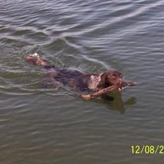 Kleiner münsterländer Luna