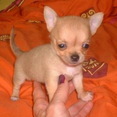 Chihuahua Grace Kelly of Sunray RIP