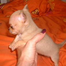 Chihuahua Grace Kelly of Sunray RIP