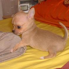 Chihuahua Grace Kelly of Sunray RIP