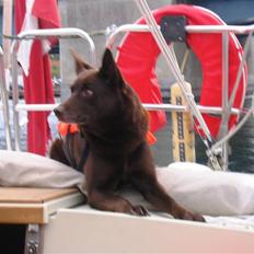 Australsk kelpie Dingo