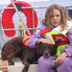 Australsk kelpie Dingo