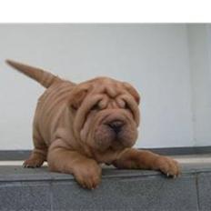 Shar pei Tulle - R.I.P. 