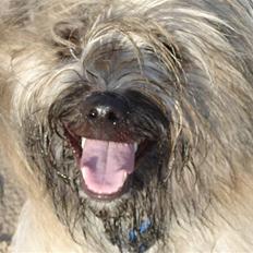 Pyrenæisk hyrdehund Bastian